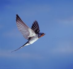 a bird flying through the air with its wings spread