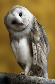 an owl sitting on top of a tree branch