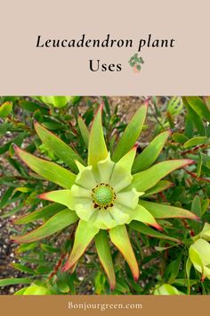 Leucadendron Plant Uses Plant Uses, Landscaping Projects, Plant Pests, Aloe Plant, Colorful Plants, Evergreen Shrubs, Gardening Supplies, Companion Planting, Landscape Projects