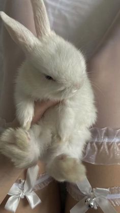 a small white rabbit sitting on top of someone's legs