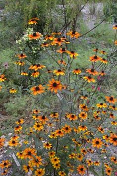 some very pretty yellow and orange flowers in the grass