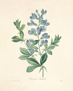 an illustration of blue flowers with green leaves