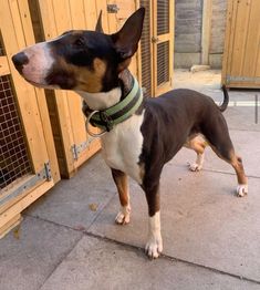 a brown and white dog standing on top of a sidewalk next to a wooden fence