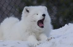 a white polar bear yawns while laying in the snow