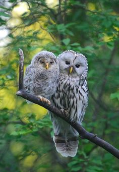 two owls sitting on top of a tree branch next to each other in the forest