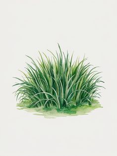 an illustration of some green plants in the grass