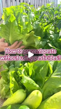 some lettuce and other vegetables are in a basket with the caption how to prevent pests without using pesticides?