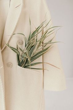 an air plant sticking out of the pocket of a coat