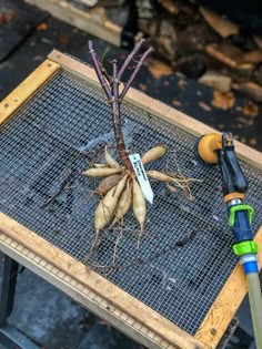 a bunch of root vegetables sitting on top of a wooden table next to an air blower