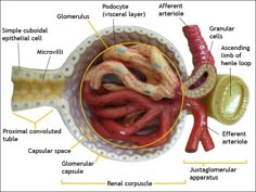 an image of the inside of a human stomach with labels on its structures and functions