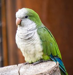 a green and white bird sitting on top of a rock