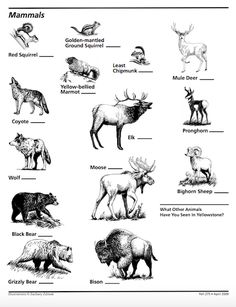 an animal chart with different animals and their names