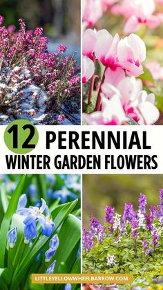 flowers and plants with the title 12 perennial winter garden flowers