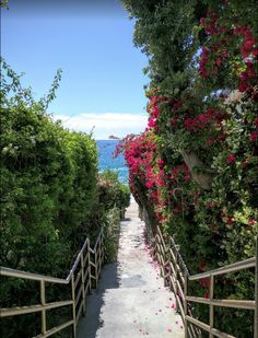 a path that leads to the beach with flowers growing on it and water in the background