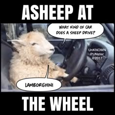 a sheep is sitting in the driver's seat of a car and has speech bubbles above it