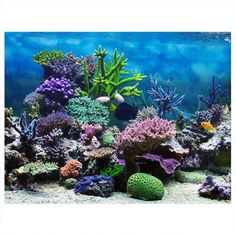 an aquarium filled with lots of colorful fish and corals