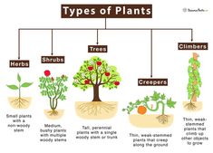 the different types of plants and their roots are labeled in this diagram, which shows what they