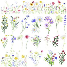 an assortment of wildflowers and other flowers on a white background