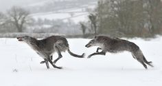 two gray dogs running in the snow