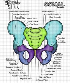 the anatomy of an animal's stomach and its major parts, labeled in spanish