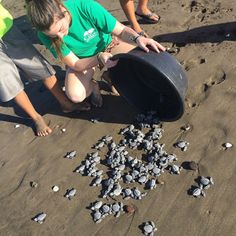 two people are picking up sea shells on the beach with one person looking at them