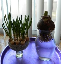 two vases with plants in them sitting on a tray next to eachother