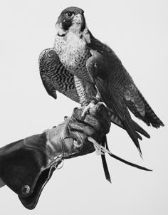 a bird perched on top of a glove