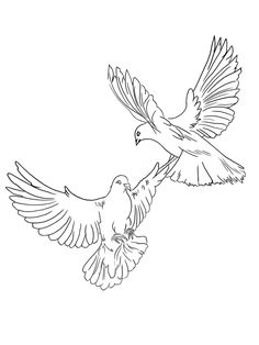 two birds flying side by side in the air