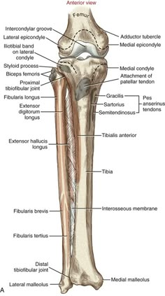 the structure of a long bone and its major bones, including the lower extenss