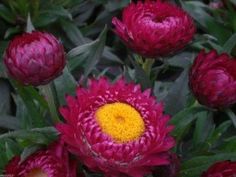 many red flowers with yellow center surrounded by green leaves