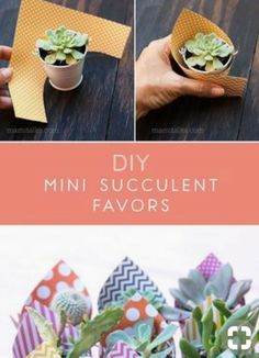 diy mini succulent favors for mother's day or any special occasion