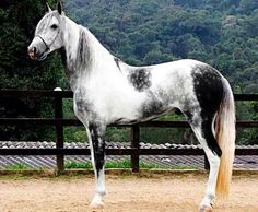 a black and white horse standing in front of a fence