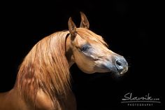 a brown horse standing on top of a black background with its head turned to the side