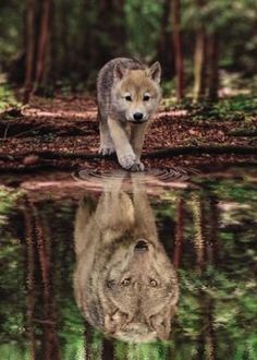 a wolf walking across a forest filled with green grass and trees, reflected in the water