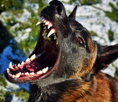 a close up of a dog with its mouth open