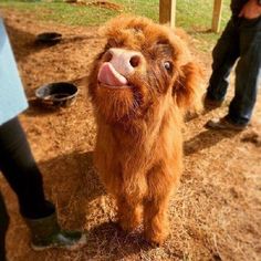 an animal that is standing in the dirt with its mouth open and tongue hanging out