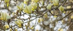 yellow flowers are blooming on the branches of a tree