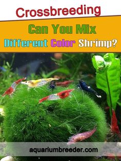 an aquarium filled with green algae and red fish swimming in it's tank text reads, can you mix different color shrimp?