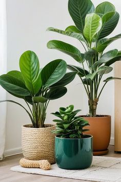 11 Best Indoor Plants Safe For Cats Indoor Plants Safe For Cats, Plants Safe For Cats, Fern Images, Cactus Images, Cat Safe Plants, Orchid Images, Parlor Palm, Moth Orchid, Rubber Plant