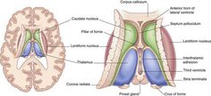 the structure of the human brain and its major structures, including the cerebratorys