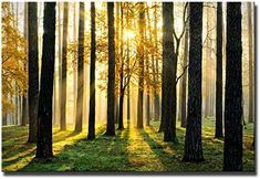 the sun shines through the trees and leaves in this forest scene with green grass