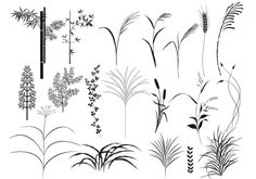 the different types of plants that are in black and white, with one plant on each side