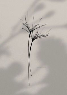 a black and white photo of a plant with long, thin stems in the foreground