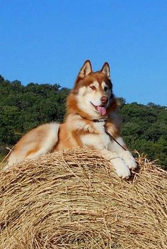 a brown and white dog laying on top of a bale of hay with trees in the background