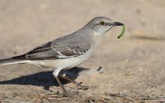 a bird with a piece of food in it's mouth standing on the ground