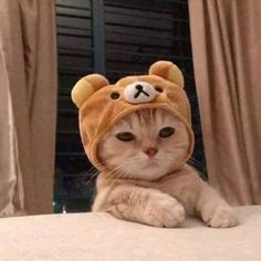 a cat wearing a teddy bear hat on top of it's head