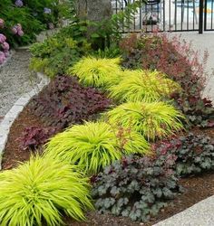 some very pretty plants by the side of a road with purple and green flowers in it