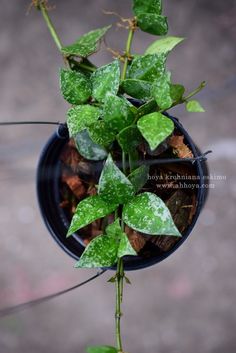 a small potted plant with green leaves