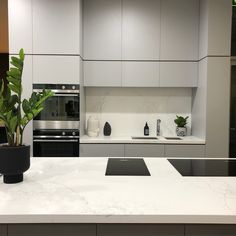 a kitchen counter with a potted plant on it and an oven in the background