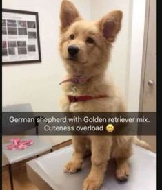 a dog sitting on top of a table in front of a mirror with the caption german shepherd with golden retriever mix cutness overload